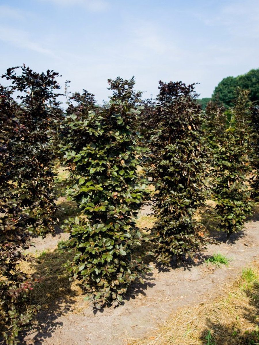 Big Hedge Co. Instant Hedging Copper Beech Hedging