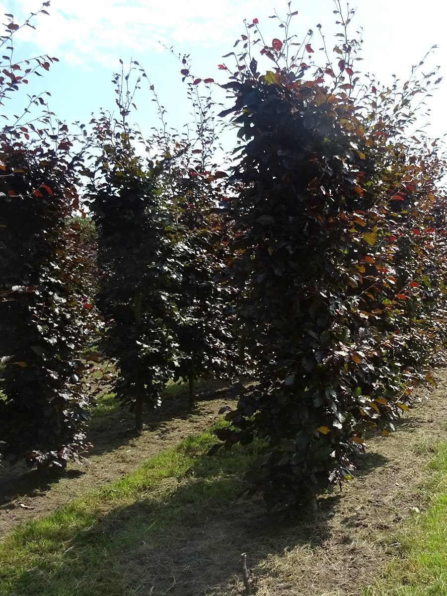 Big Hedge Co. Instant Hedging Copper Beech Hedging