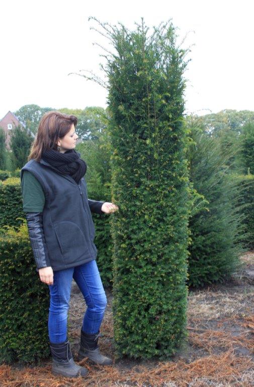 Taxus baccata
