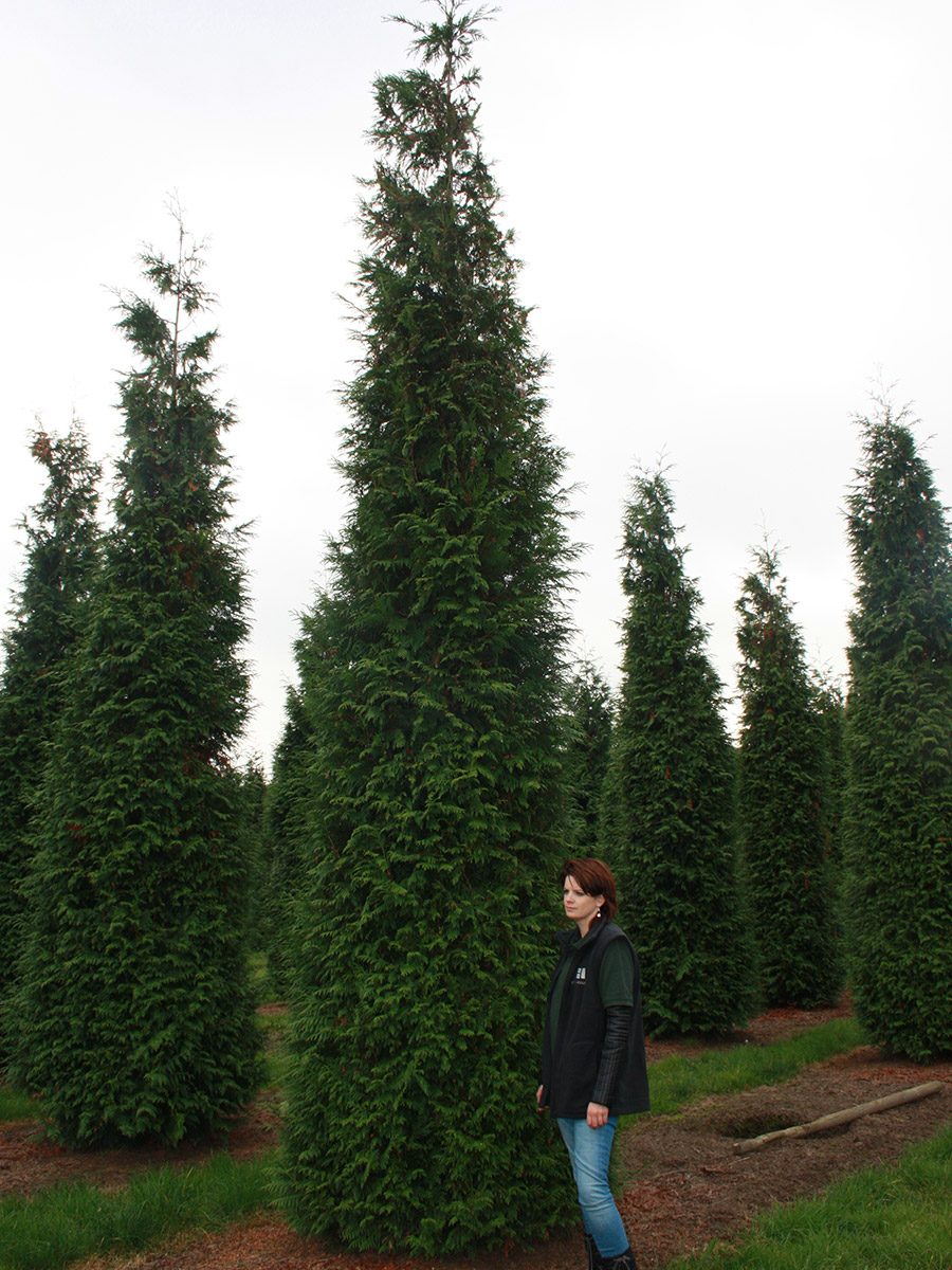 Big Hedge Co Instant Hedge Western Red Cedar Hedge Thuja plicata