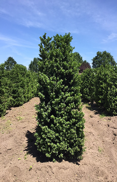 Japanese Holly Hedging